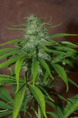 bud