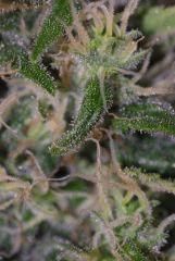 tritri3