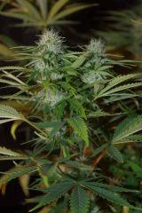 Bud4