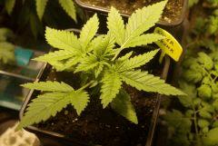 Super Skunk CRO+16