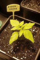 Super Skunk CRO+11