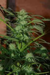 Bud de ss