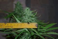 largeur un bud 2