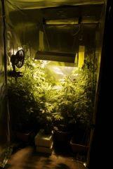 jungle