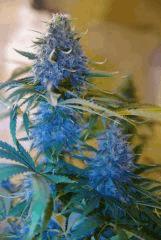 bud art bleu 2