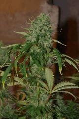 bud 1