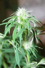 petit bud
