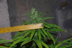largeur un bud