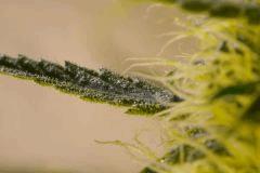 tritri