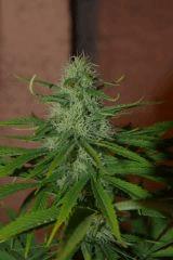 bud