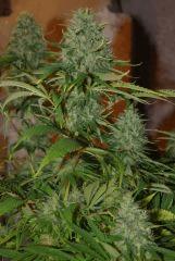 bud 2