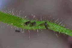 drosera