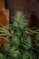1bud