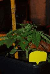 Super Skunk