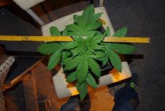 Super Skunk haut