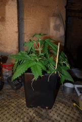 Super Skunk1