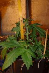 Super Skunk mesure FLO+5