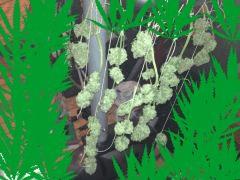 recolte Super Skunk