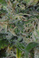 tritri4