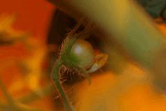 tomate