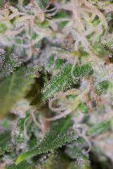 tritri1
