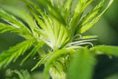 Pilstils 5