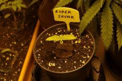 sskunk