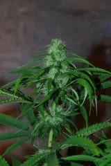 Bud2 le plus gros