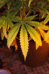 feuille jaune