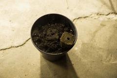 petit pot