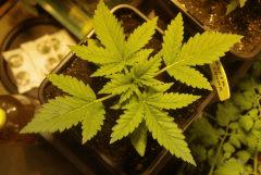 super skunk cro+16