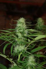 Bud1