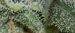 tritri macro