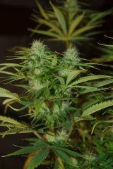 Bud double...