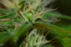 Macro2