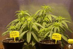globale plante One