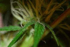 Macro4