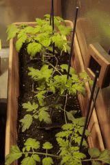 tomates :P