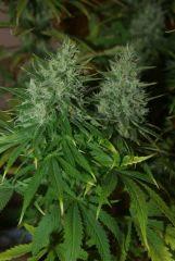 bud 4