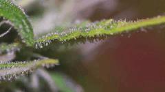 tritri nr2