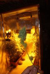 ti bud cut