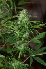 Bud5