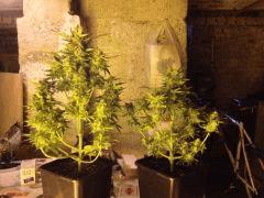 Les deux A couper