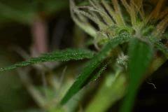 Macro3