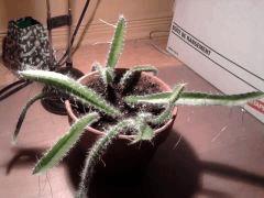 racines pitaya