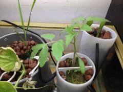 tomate2 130915