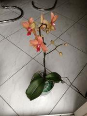 orch 20130818  2