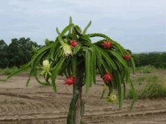 pitaya