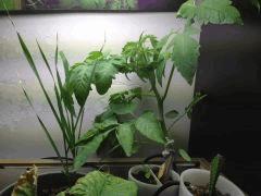 tomate 260915