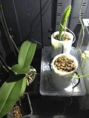 pitaya 131117